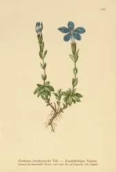 Genziana a foglie corte (Gentiana brachyphylla)