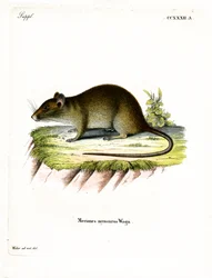 Ratto bandicoot dalla coda corta