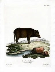 Cinghiale siamese