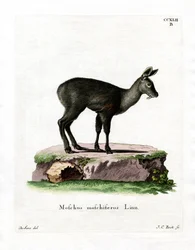 Cervo muschiato siberiano