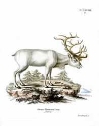 Renna siberiana