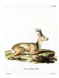 Capriolo siberiano
