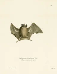 Pipistrello sericeo dalla coda corta