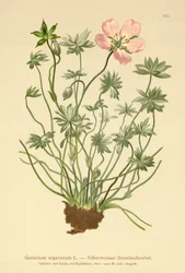 Geranio argenteo (Geranium argenteum)