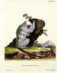 Marmoset argentato