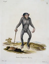 Simia pygmaeus, da Mammiferi illustrati dalla Natura con descrizioni, di Johann Christian Daniel von Schreber (1739-1810), incisione di IC Bock, Germania