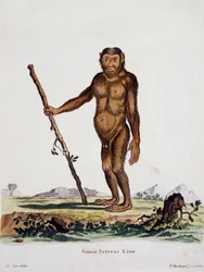 Simia satyrus, da Mammiferi illustrati dalla Natura con descrizioni, di Johann Christian Daniel von Schreber, incisione di I Nusbiegel dopo disegno di De Seve, Germania