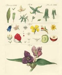 Parti singole di fiori