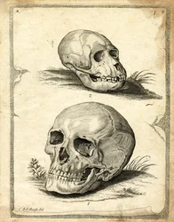 Teschi