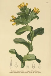 Cerinthe alpina (Cerinthe alpina, Cerinthe glabra subsp. glabra)