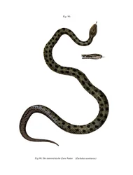 Serpente liscio