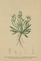 Cardamine alpina liscia (Braya alpina, Sisymbrium alpinum)