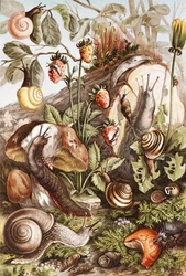 Lumache, tavola da 