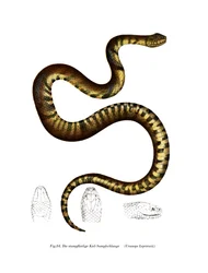 Serpente