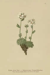 Draba nivea (Draba nivea)