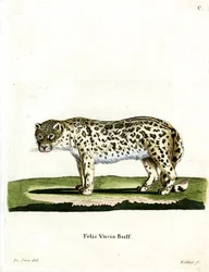 Leopardo delle nevi