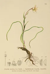 Lloydia serotina, Gagea serotina, Lloydia alpina, Lloydia striata