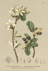 Amelanchier (Aronia rotundifolia, Amelanchier ovalis)