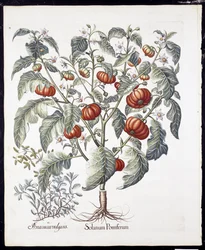Solanum Pomiferum da Hortus Eystettensis di Basil Besler (1561-1629) pubblicato nel 1613