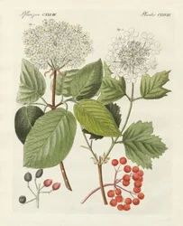 Alcuni tipi di viburno (incisione colorata)