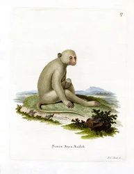 Mangabey fuligginoso