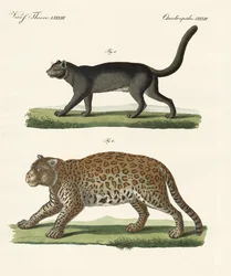Animali sudamericani