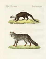 Animali sudamericani