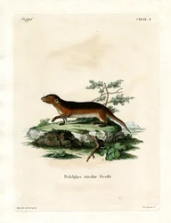 Opossum meridionale dai fianchi rossi