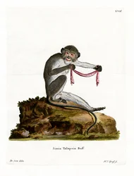Talapoin meridionale