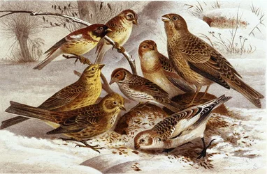 Passeri, tavola da "Brehms Tierleben: Allgemeine Kunde des Tierreichs", vol 4, p. 335, pubblicato da Bibliographisches Institut