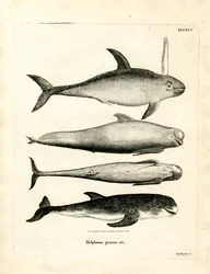 Specie di delfini