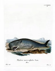 Capodoglio