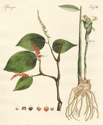 Spezie