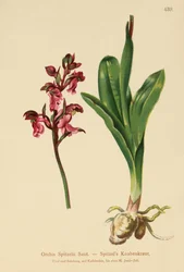 Orchis Spitzelii