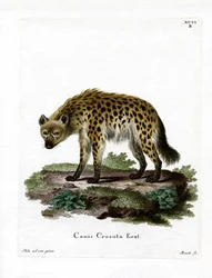Iena maculata