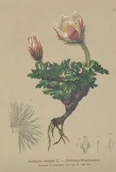 Anemone di primavera (Anemone vernalis, Pulsatilla vernalis)