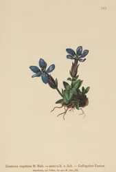 Genziana di primavera (Gentiana verna, Gentiana angulosa, Gentiana aestiva)