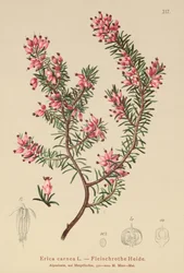 Erica carnea