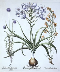 Stella di Betlemme, con Globularia e Genista tinctoria, da Hortus Eystettensis, di Basil Besler, pub. 1613