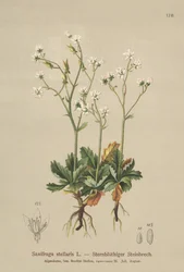 Sassifraga stellata (Saxifraga stellaris)