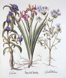 Giaggiolo puzzolente, orlaya e genziana crociata, da Hortus Eystettensis, di Basil Besler, pub. 1613