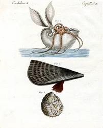 Strano