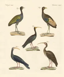Strani uccelli brasiliani