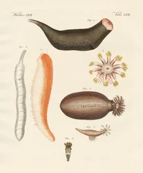 Strane oloturie