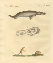 Animali strani