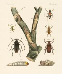 Strani coleotteri