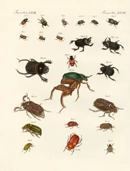 Strani coleotteri