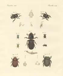 Strani coleotteri