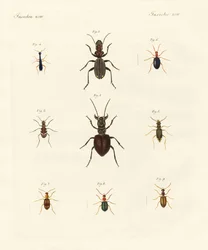 Strani coleotteri