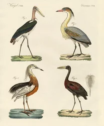 Uccelli strani
